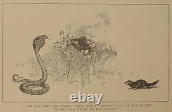 1895 edition THE JUNGLE BOOK SET Antique RARE Mowgli FIRST & 2 Rudyard KIPLING